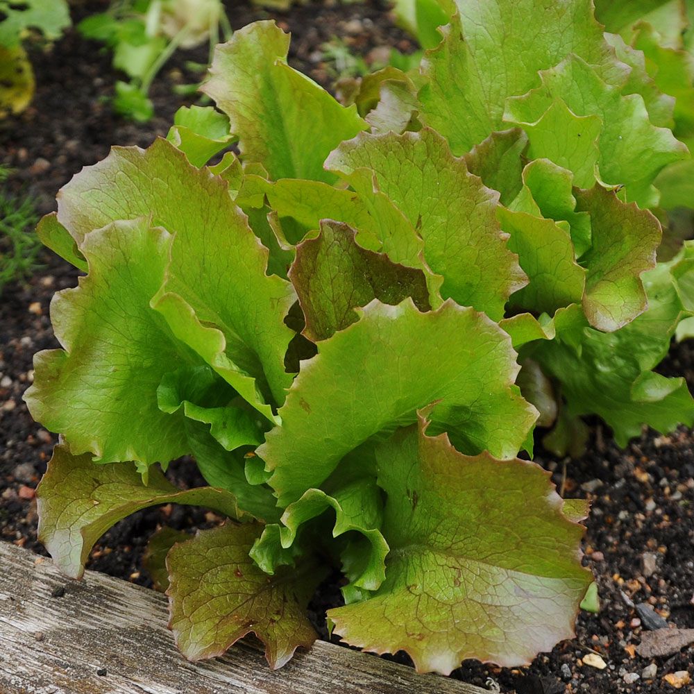 Isbergsalat 'Sioux' i gruppen Frø / Grønnsaker hos Impecta Fröhandel (9551)