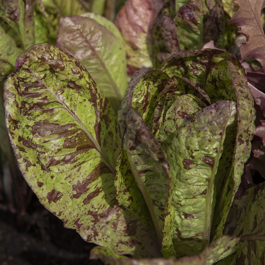 Romanosalat ''Forellenschluss'', Lysegrønne, rødmarmorerte blader.