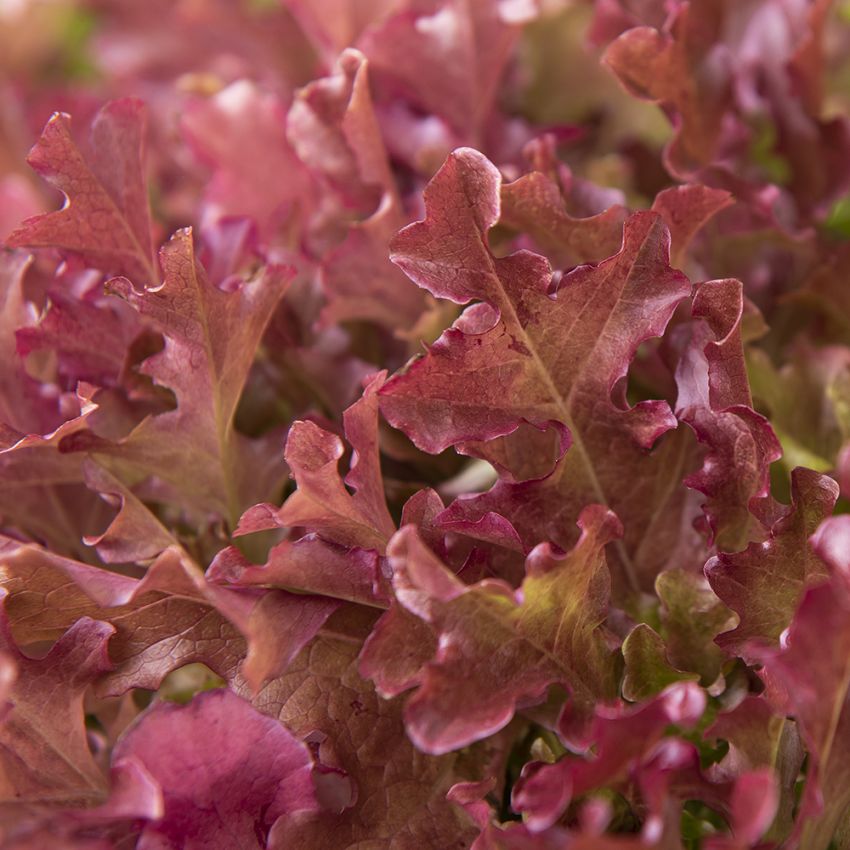 Plukksalat 'Mascara'