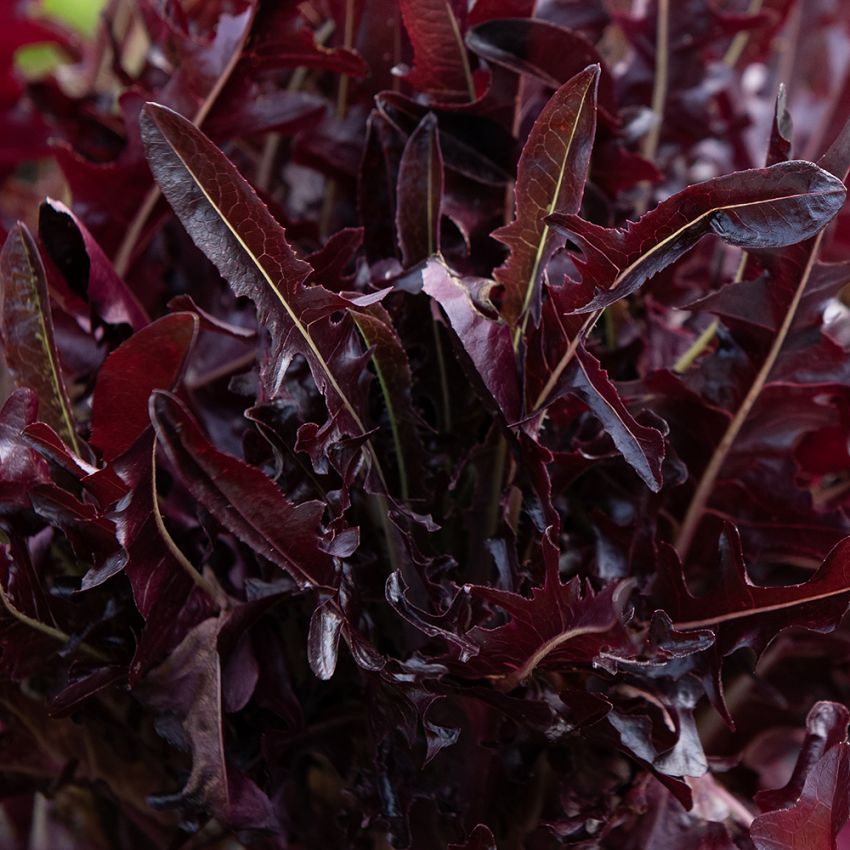 Pluksalat 'Cavendish', rubinrød salat med langfligede, smukke blade med tynde årer i lysegrøn.