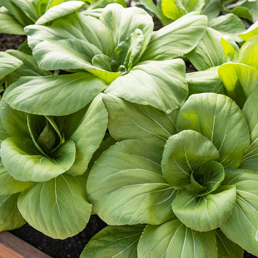 Pak Choi ''Green Stem'' Utsøkt, delikat, og mild kålsmak. 