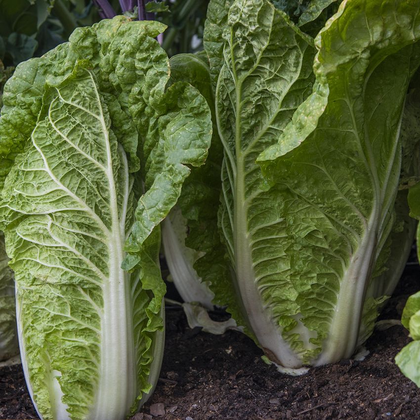 Salatkål F1 ''One Kilo SB''