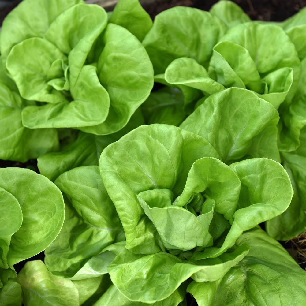 Drivsalat 'Gustav's Salad'