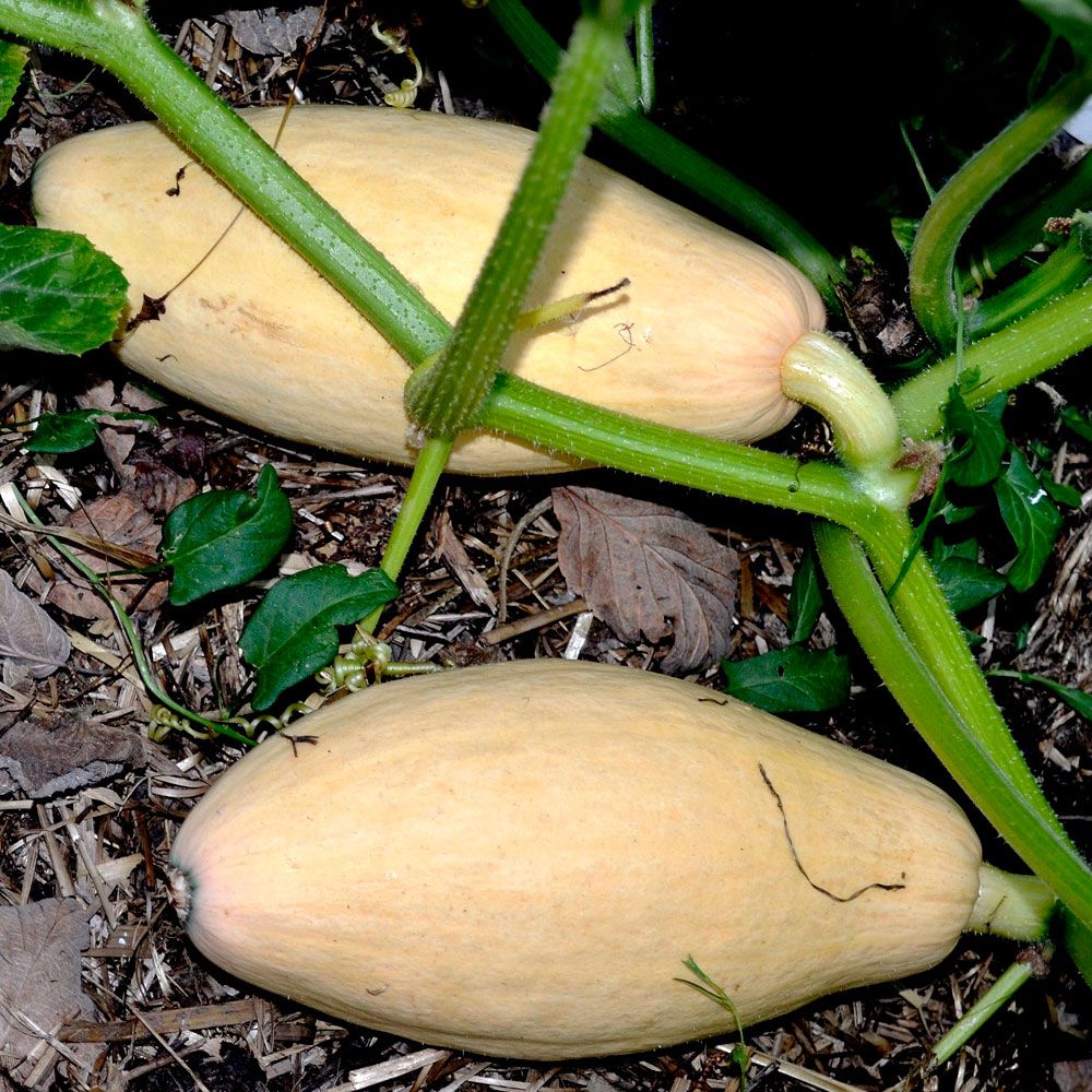 Kjempegresskar 'Pink Banana Jumbo' i gruppen Frø / Grønnsaker hos Impecta Fröhandel (9662)