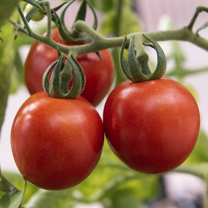 Cherrytomat 'Gardener's Delight' i gruppen Frø / Grønnsaker hos Impecta Fröhandel (9677)