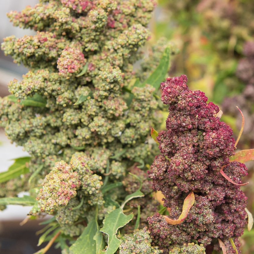 Quinoa i gruppen Frø / Nyttige planter hos Impecta Fröhandel (97254)
