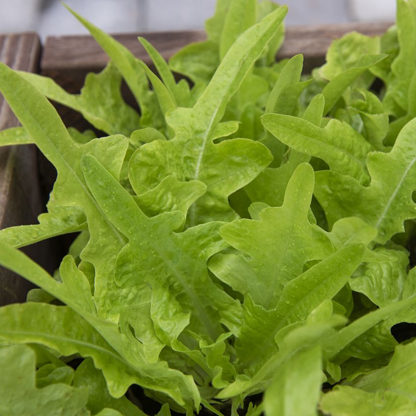 Miniplukksalat 'Baby Oakleaf'