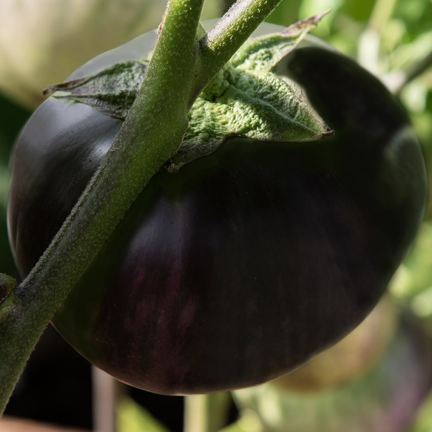 Aubergine 'Laura', Store, runde, skinnende lilla til sorte frugter på omkring 400 gram.