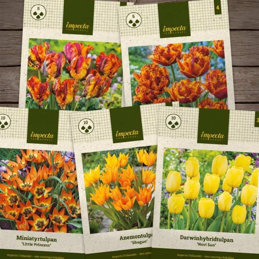 Gylne tulipaner i gruppen Løk og knoller / Vårblomstrende løker og knoller / Temapakket løk hos Impecta Fröhandel (H1023)