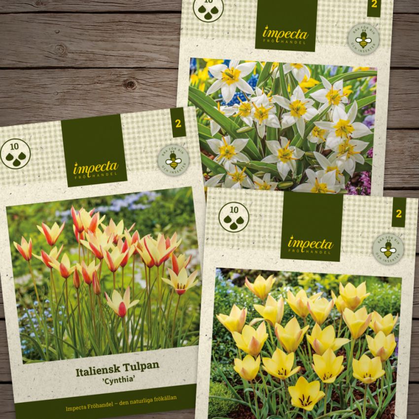 Tøffe tulipaner i gruppen Løk og knoller hos Impecta Fröhandel (H1027)