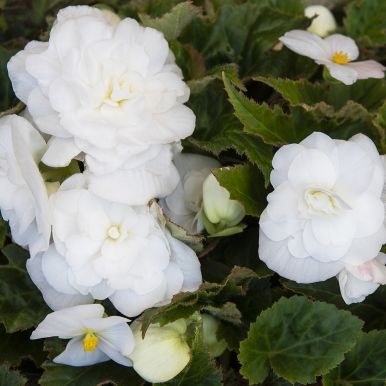 Knollbegonia F1 'Fortune White'