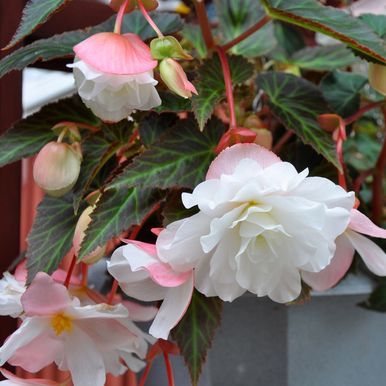 Hengebegonia F1 'Illumination White'