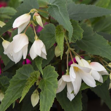 Hengebegonia F1 'Groovy White'