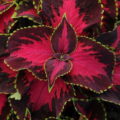 Coleus 'Chocolate Covered Cherry'