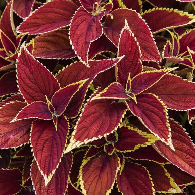 Palettblad 'Premium Sun Ruby Heart'