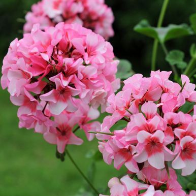 Pelargonia F1 'Apache Star'