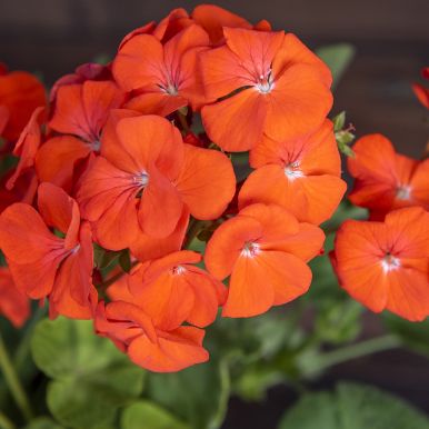 Pelargonia F1 'Lucie'