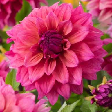 Dekorativ georgine 'Feline Yvonne', doble blomster på ca. 10–15 cm i intenst rosa med innslag av aprikos.