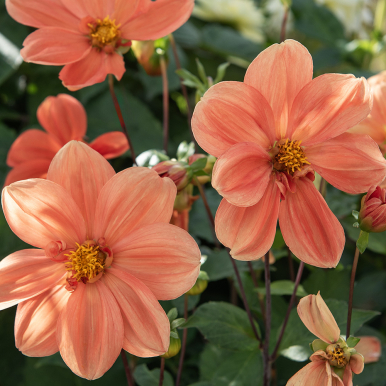 Enkel hagegeorgine 'G.F. Hemerik', Enkeltblomstrende georgine med blomster på ca. 7–10 cm i glødende oransje til aprikosnyanser og gul midt.