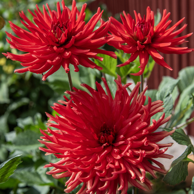 Kaktusgeorgine 'Bergers Record', Praktfull kaktusgeorgine med store, doble, klarrøde blomster på ca. 15 cm.