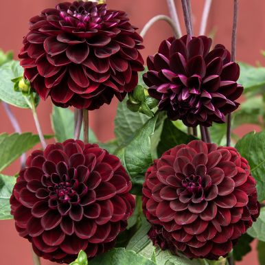 Pompongeorgine 'Natal' 1 stk.