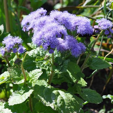 Blåkurv 'Blue Mink'