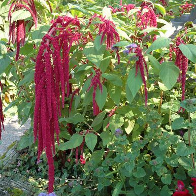 Revehale 'Red Tails'