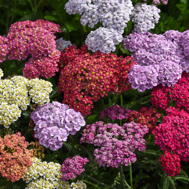 Ryllik 'Flowerburst Fruit Bowl',  Fyldige planter med mørkegrønt bladverk med små fliker. 