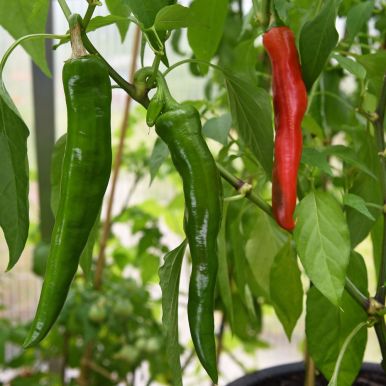 Chilipepper 'Anaheim Chili'