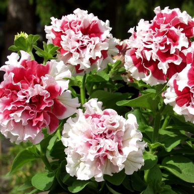 Petunia F1 'Pirouette Soft Red & White'