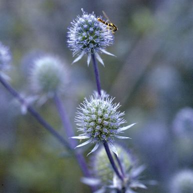 Hagestrandtorn 'Blue Glitter'