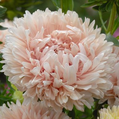 Sommerasters 'King Size Apricot', Fin sensommerblomst med ekstra lang holdbarhet til snitt og blomsterbed.