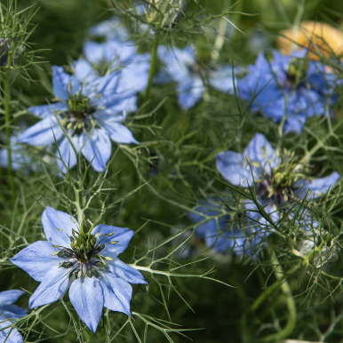 Damaskussvartfrø 'Miss Jekyll'