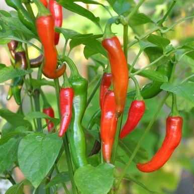 Chilipepper 'De Cayenne'