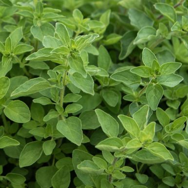 Gresk oregano