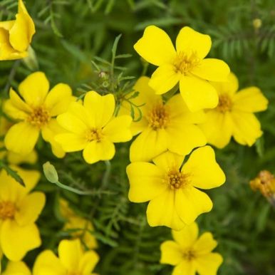 Liten fløyelsblomst 'Signet Lemon'