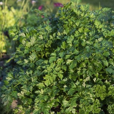 Bladpersille 'Gigante di Napoli'