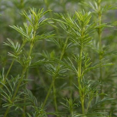 Lakrisfløyelsblomst 'Dropshot'