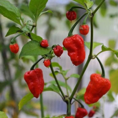 Habanero 'Naga Jolokia'