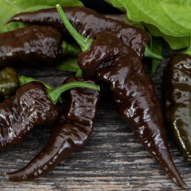 Habanero 'Naga Black'