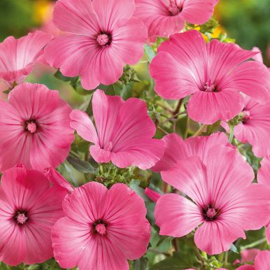 Hagepoppelrose 'Ruby Regis', Store, mørkerosa, silkeblanke blomster med mørke årer. 