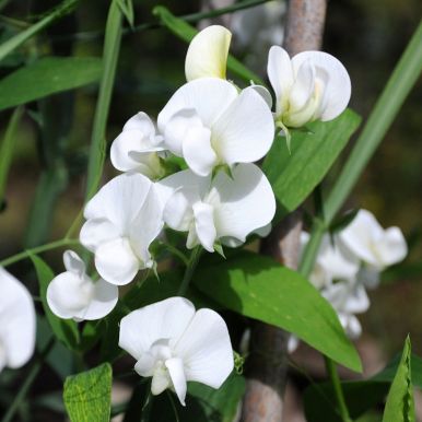 Breiflatbelg 'White Pearl'