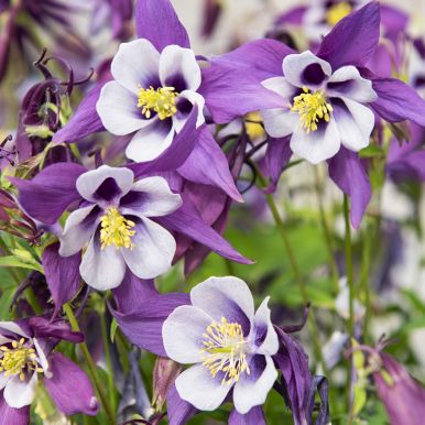 Akeleie F1 'Earlybird Purple White'