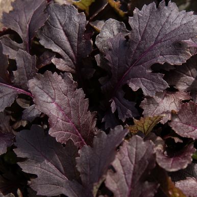Sennepskål 'Crimson Red', dypt vinrøde, flikete blader med klargrønne stilker og en mild, pepret smak.