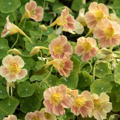 Vanlig blomkarse 'Tip Top Pink Blush'