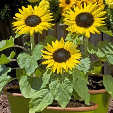Lav solsikke F1 'Suntastic Yellow with Black Center'