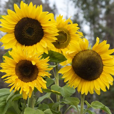 Kjempesolsikke 'Giganteus'