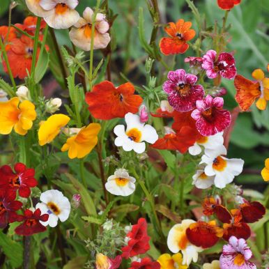 Nemesia 'Carnival'