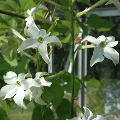 Prydtobakk 'Grandiflora'