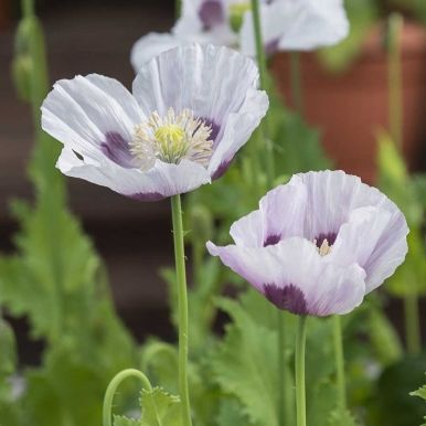 Valmue 'Bread Seed Poppy'